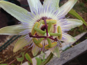 Passiflore du jardin.